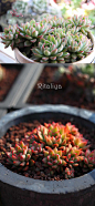 【女雏】Echeveria cv. Mebina
景天科拟石莲花属
 淡绿色的叶子在秋冬的时候会在叶尖呈现绮丽的粉红色。放置在干燥的地方的话颜色会更加鲜艳美丽。每月浇1~2次水，无孔容器需将容器倾斜倒出多余的水分。由于植物在夏天会停止生长，因此在阳光不强的遮光处种植，并且控制浇水。
#女雏# #多肉植物# ≖‿≖✧8号抹茶-收集