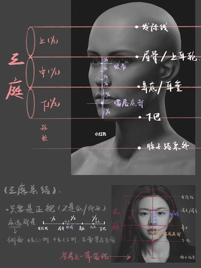 【procreate】素描基础-半侧面头像起型