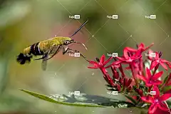 鹰蛾 昆虫 授粉 狮身人面像蛾 自然 花朵 开花 花壁纸 盛开