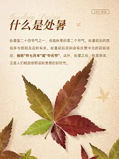 处暑节气习俗科普小红书套装小红书配图