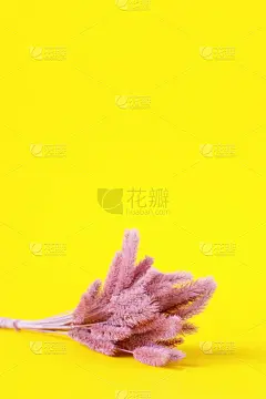 粉色,黄色背景,概念,留白,贺卡,创造力,色彩鲜艳,极简构图,背景分离,法国