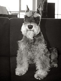 yana-z采集到Schnauzer