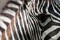 Zebra's Eye by Wister Sun on 500px