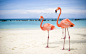 flamingo wallpaper 21405