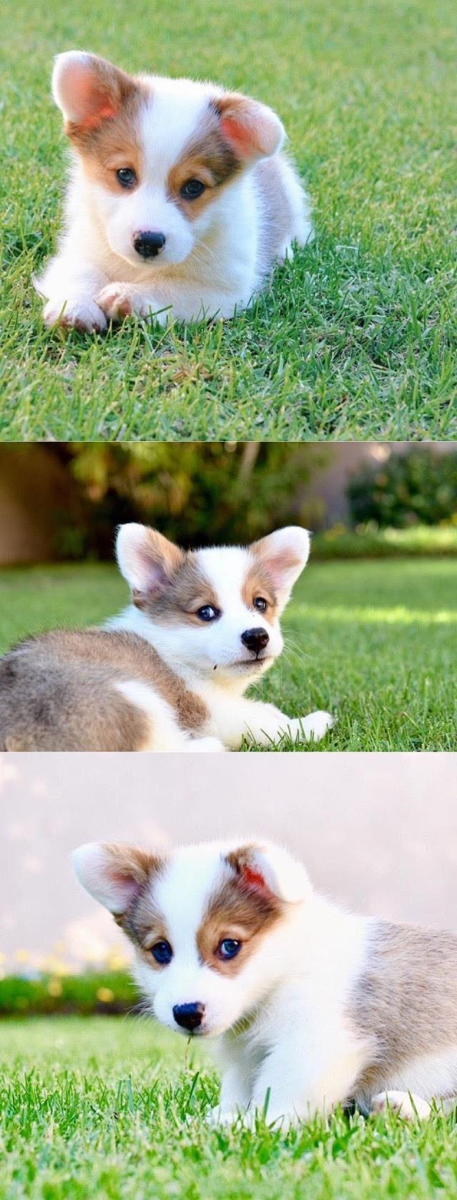 最萌不过小柯基  ins：corgiwa...