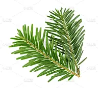 杉树,枝,白色,分离着色,云杉,嫩枝,针叶,落叶松,叶子,白色背景