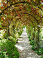 Grape arbor & structure