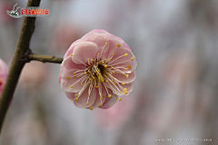 小花xiaohua采集到红梅