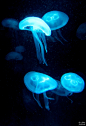 Jellyfish - Blaue Haarquallen