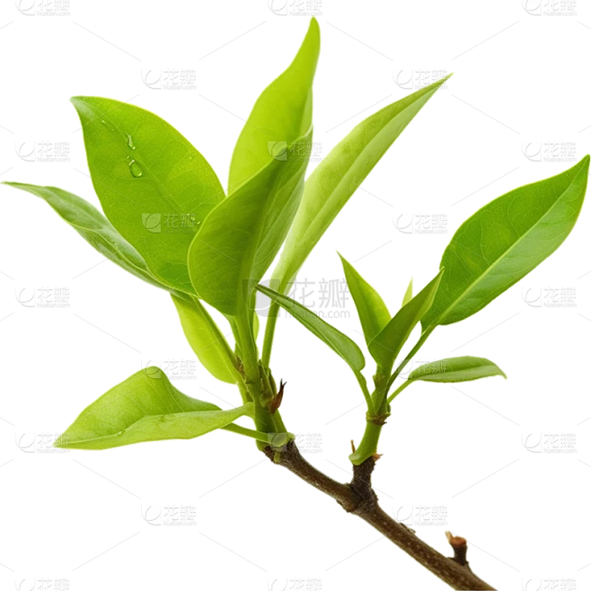绿色树叶静态贴纸素材-花瓣网