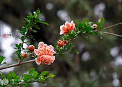 閑看蛛絲網落花采集到梅花，桃花，