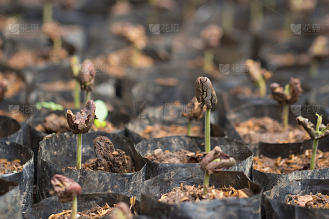 农场种植的小可可树