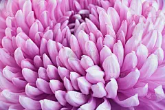 紫菊花头