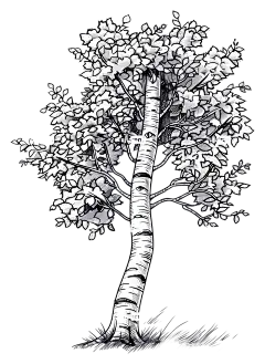白桦树-艺术黑白树画
