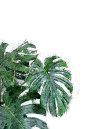 油画植物png-(3)