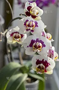 美丽的一群白粉相间的兰花开着花蕾，室内开花的蝴蝶兰，紫色点缀