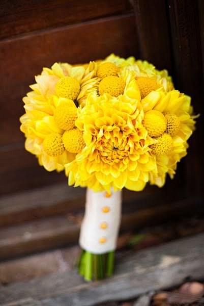 Yellow Dahlia And Bi...