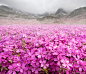 Adrian Borda在 500px 上的照片Blooming Mountain