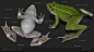 Amphibian anatomy (real time frog), PETER HOGYA : Real time animated frog model for educational software. This package is a 3D interactive model collection of natural science subjects. The usage of the collection allows the deep examination, observation a