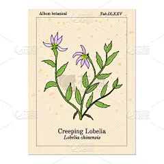 lobelia chinensis medicinal plant