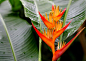 10 das mais belas flores do mundo – SoS Curiosidades : Com variadas cores, formas e feitios as flores embelezam e dão cor aos nossos jardins, à nossa vida e são sempre um presente acertado.