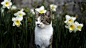 General 1920x1080 cats flowers fur animals outdoors feline