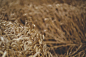 Popular Free Photos & Stock Images - VisualHunt