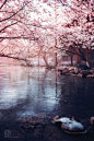 #西湖##春天去赏花##樱花# 
 虽然没有长焦没有超广没有没有经典打卡位，但是一颦一笑，都仍然那么美。

万年的Canon6D+s35 ​​​​
