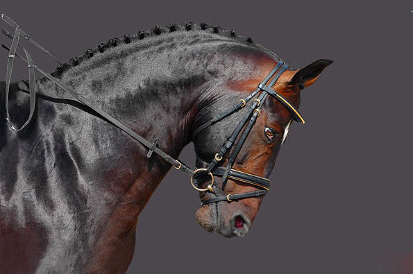 英雄无敌5法国马著名摄影师irdis摄影