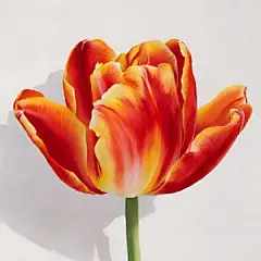 点击来源直接获取大图文件 |花束。白色背景上一朵美丽郁金香的水彩花卉插画。可爱的贺卡。春天的红、黄、橙色花朵与绿叶。母亲节、妇女节贺卡。