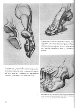 画画的Feng子采集到肌肉解剖——脚
