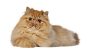 高清宠物猫动物免抠PNG图片- (78)