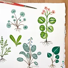 一组小清新花卉组合  
insflorawaycott ​@手账酱 ​ ​​​​