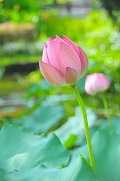 (271) Pinterest