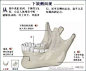 人体骨骼图 人体骨骼结构图 人体骨骼解剖图