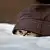 雪宇落