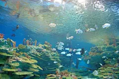 海底世界壁纸_百度图片搜索