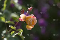 玫瑰,仅一朵花,白色,红色,粉色,多色的,黄色,请柬,贺卡,清新
