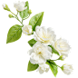 花瓣素材_植物系列写实茉莉花栀子花花枝元素_194138582