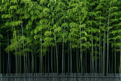 HOUAMII采集到大自然