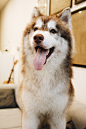 adorable-animal-blur-245035