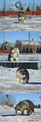 好富态的阿拉斯加雪橇犬~！ 说，你们家和北极熊是什么关系？！