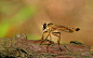 昆虫小动物微距摄影欣赏