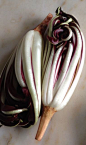 Radicchio 菊苣