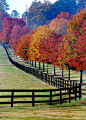 Berry College, I worked on the grounds crew and help plant those trees.  Good Times!: 