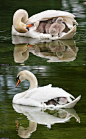 mother swan