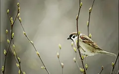 可爱的麻雀桌面高清壁纸桌面壁纸1