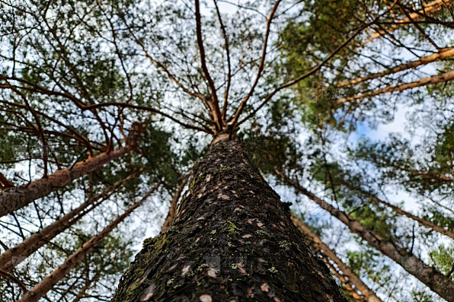 森林里的松树。松林。松林