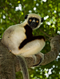 灵长目原猴亚目狐猴科的通称，生活在马达加斯加东部地区，它们是用拥有回声定位能力的哺乳动物。