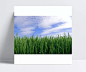 蓝天下麦穗|白云,抽穗的小麦,风景图片,蓝天,摄影图片,小麦地,自然风光,蓝天白云草地